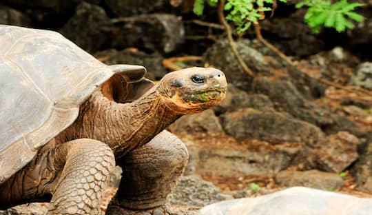 GALAPAGOS