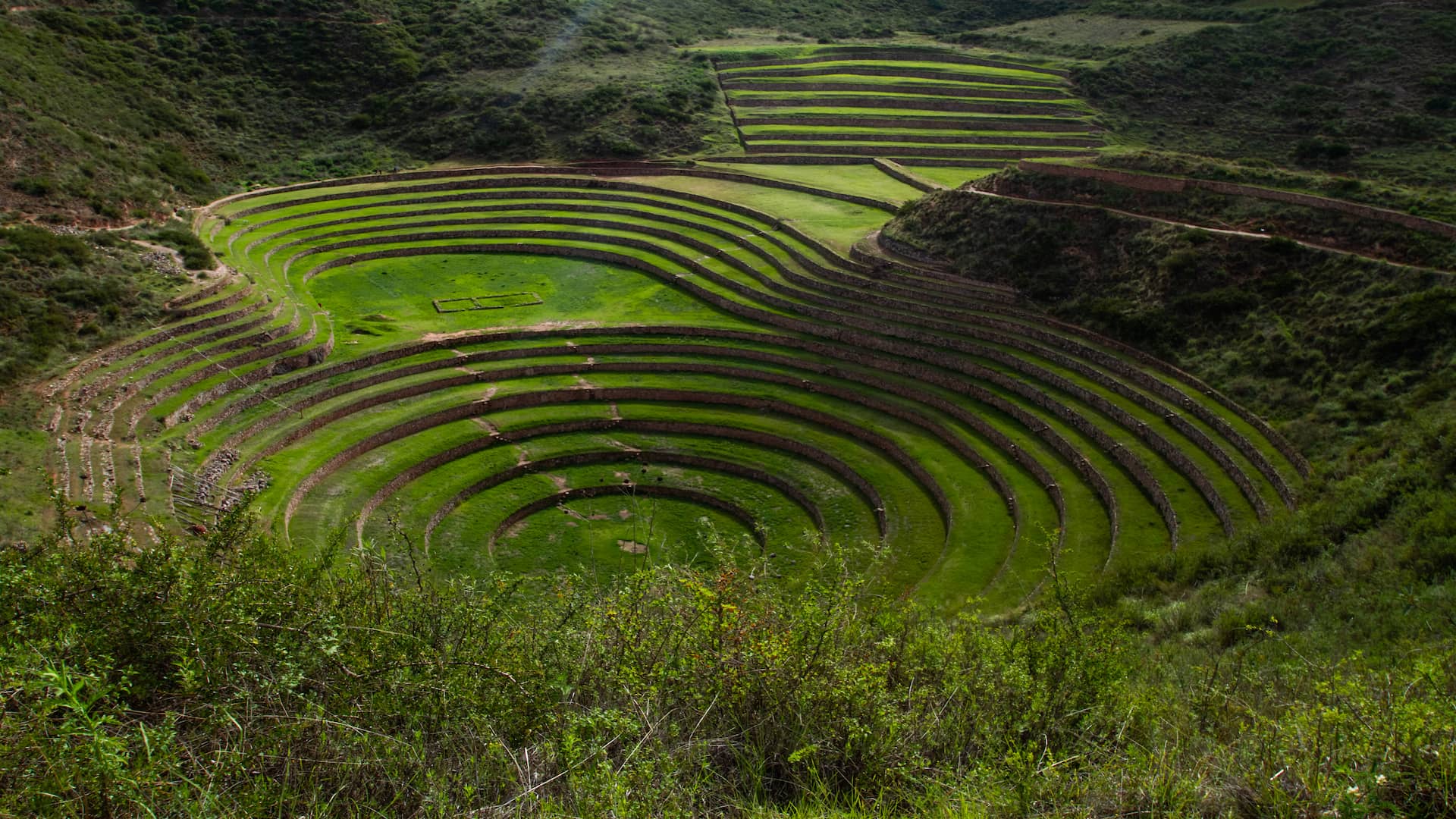 peru de locura
