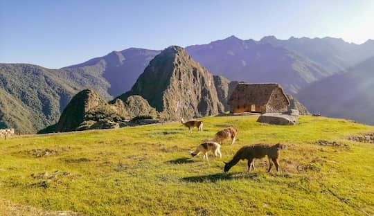 peru de locura 3 (1)