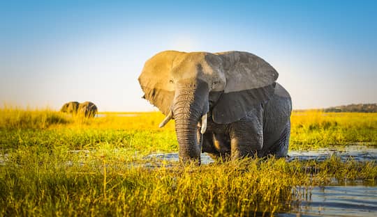 elefante en sudafrica