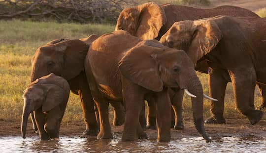 elefantes en manada en sudafrica