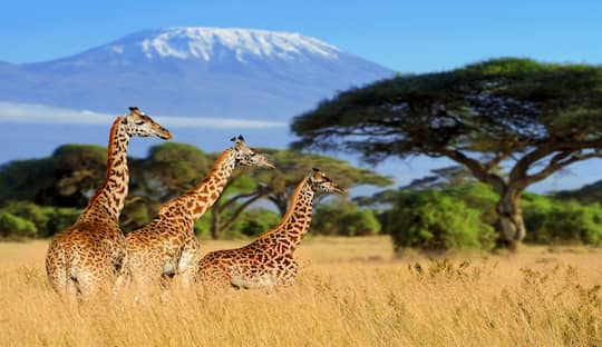 jirafas en sudafrica con turismo cero
